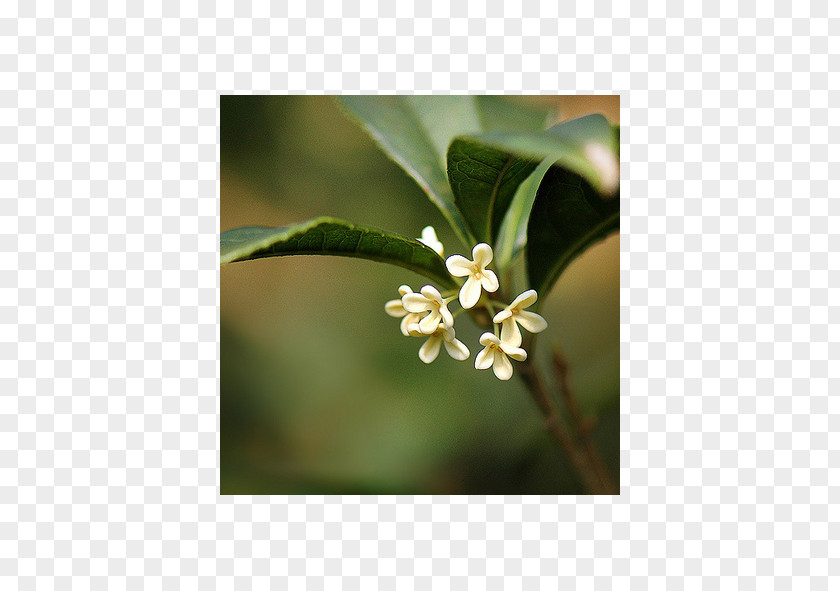 Plant Sweet Osmanthus PNG