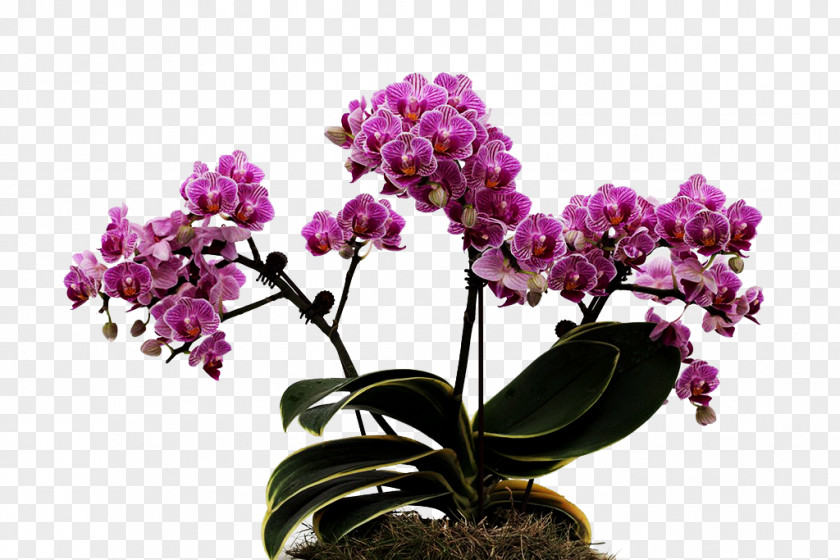 A Group Of Hulk Flowers Flower Moth Orchids PNG