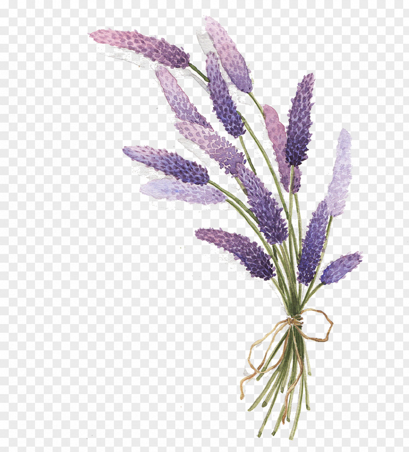 Lavender Drawing PNG