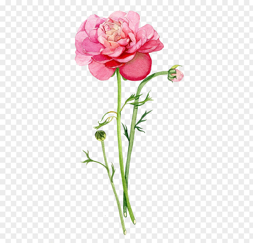 Pink Roses Garden Beach Rose PNG