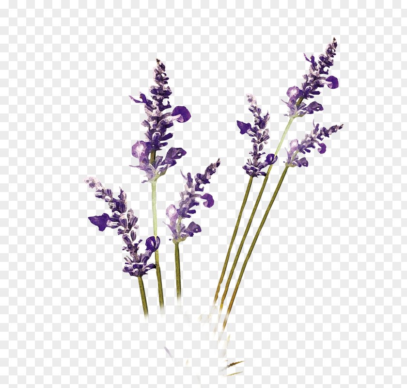 Purple Lavender PNG