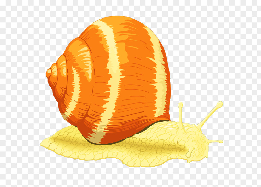 Snail Sea Clip Art PNG