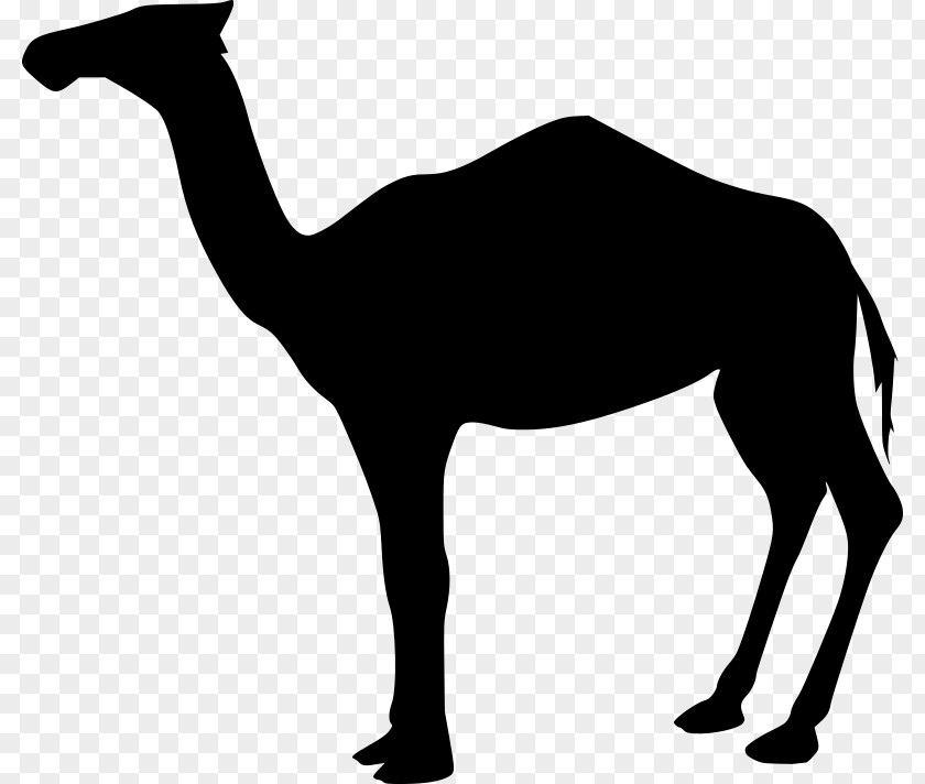 Camel Logo Dromedary Bactrian Clip Art PNG