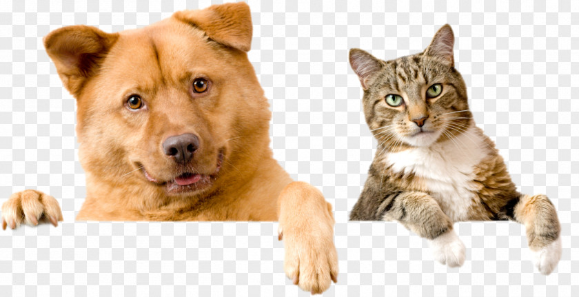 Dog Humane Society Animal Shelter Cat Pet PNG