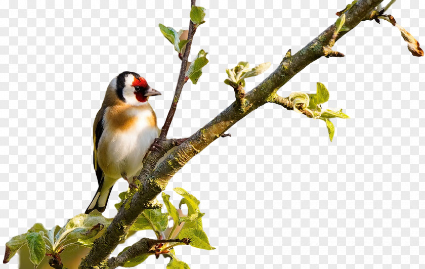 Finches Birds Beak Twig Tree PNG