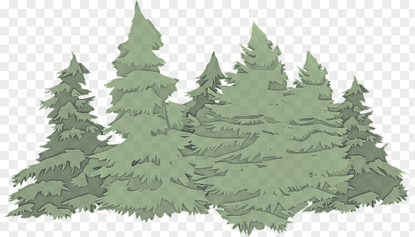 Leaf Evergreen Shortleaf Black Spruce Colorado White Pine Tree Oregon PNG
