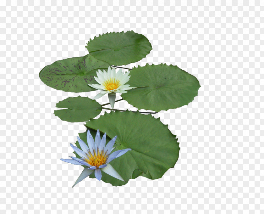 Lotus Nelumbo Nucifera Aquatic Plant PNG