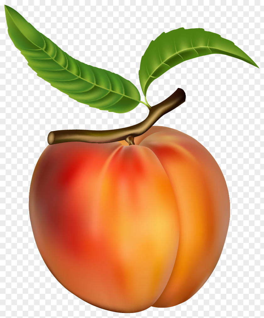 Peach Clip Art PNG