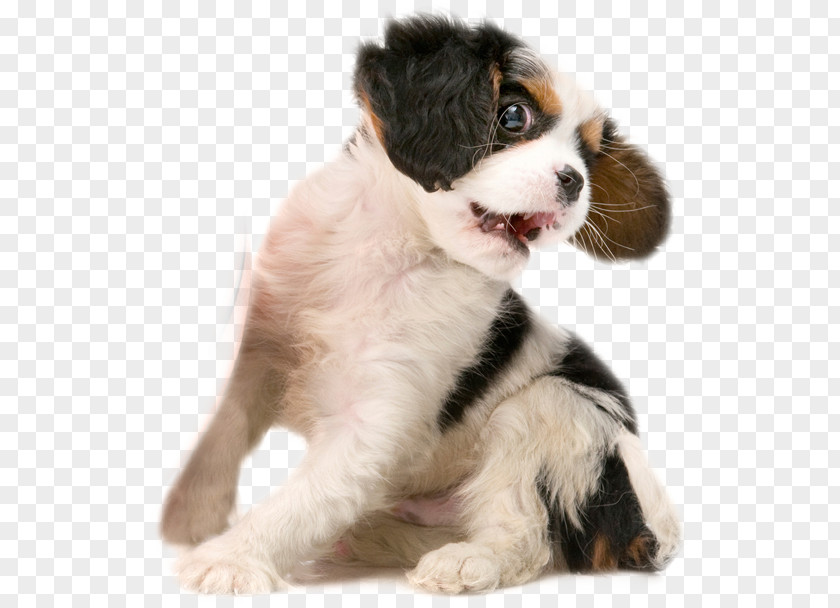 Play Firecracker Puppy Cavalier King Charles Spaniel Dog Breed Daycare PNG