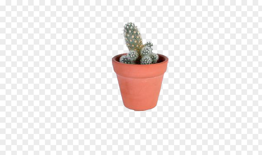 Potted Cactus Cactaceae Flowerpot Icon PNG