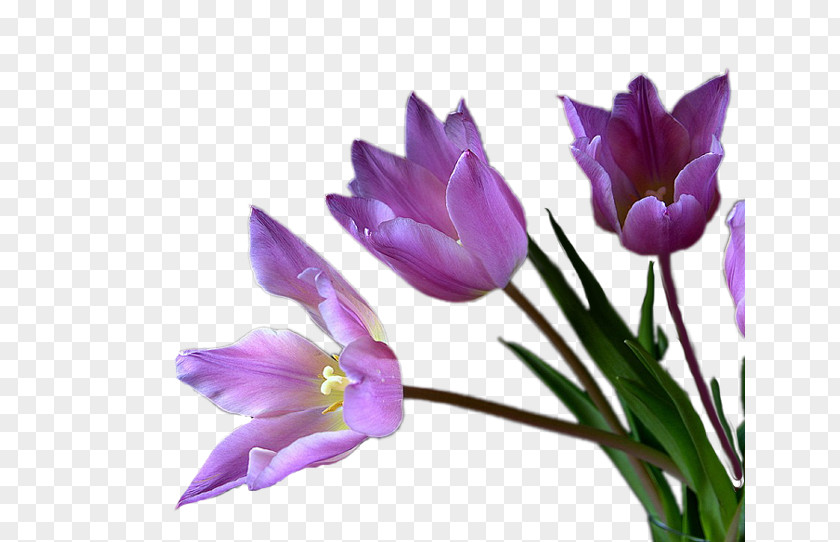 Tulip Cut Flowers Violet Mauve PNG