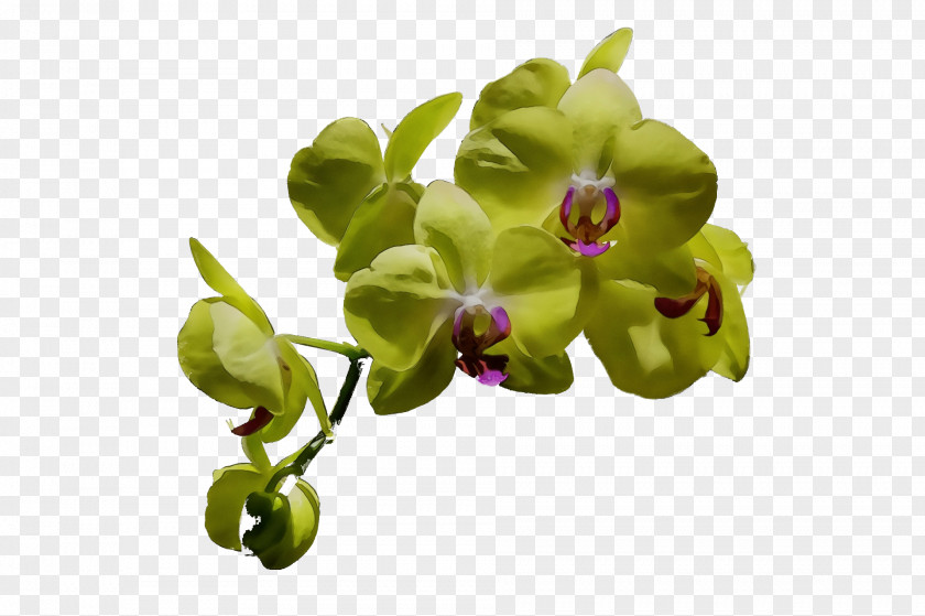 Plant Stem Flower Moth Orchids Plants PNG