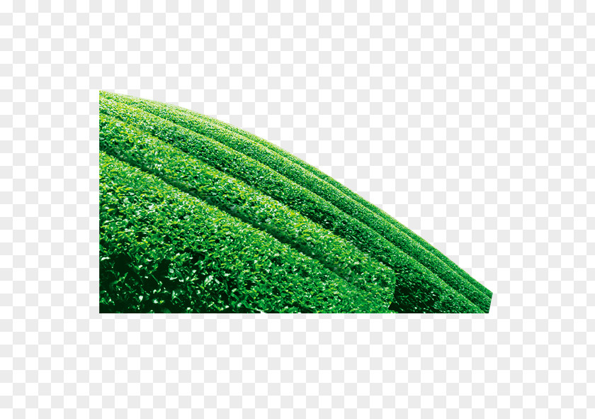 Tea Tree Green Camellia Sinensis PNG