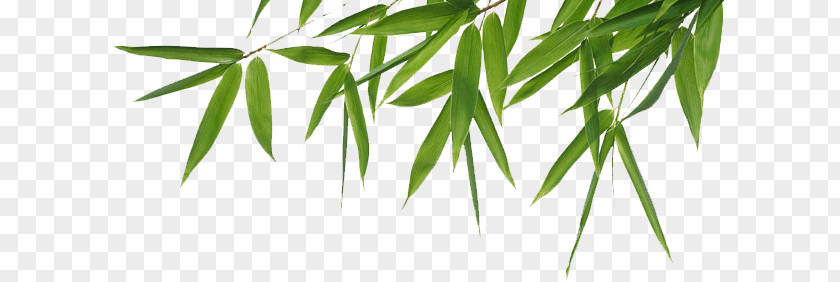 Bamboo Header PNG Header, green bamboo leaf clipart PNG