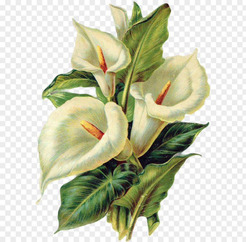 Calla Lilly 0 Flower Clip Art PNG