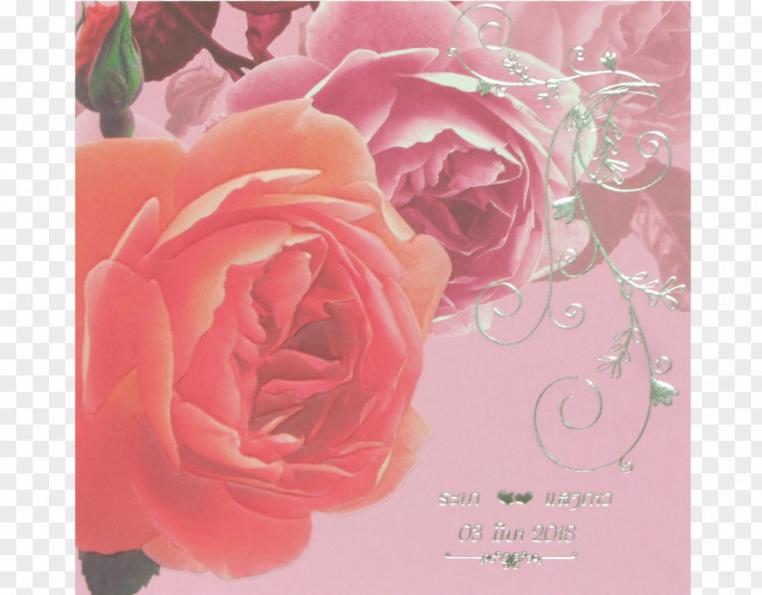 Pink Greeting Cards Garden Roses Cabbage Rose Floribunda & Note Floral Design PNG