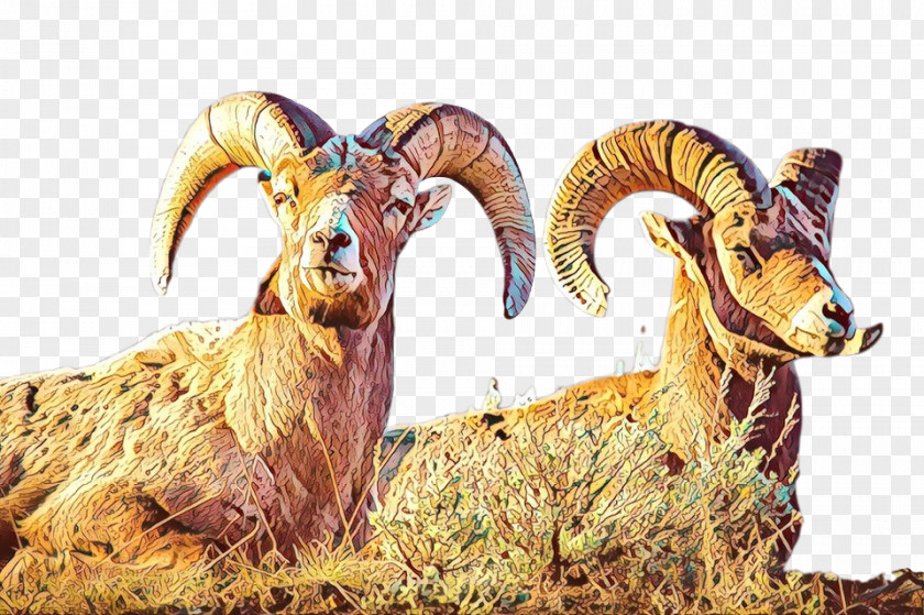 Sheep Argali Goat Fauna Terrestrial Animal PNG