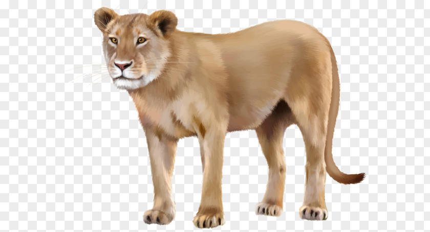 Stock Photography Asiatic Lion Clip Art PNG