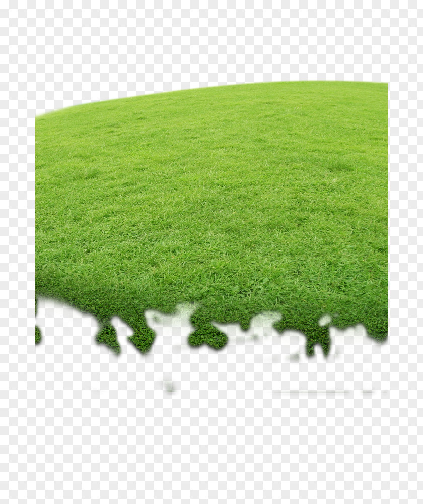 Grass Flat Google Images Download Designer PNG