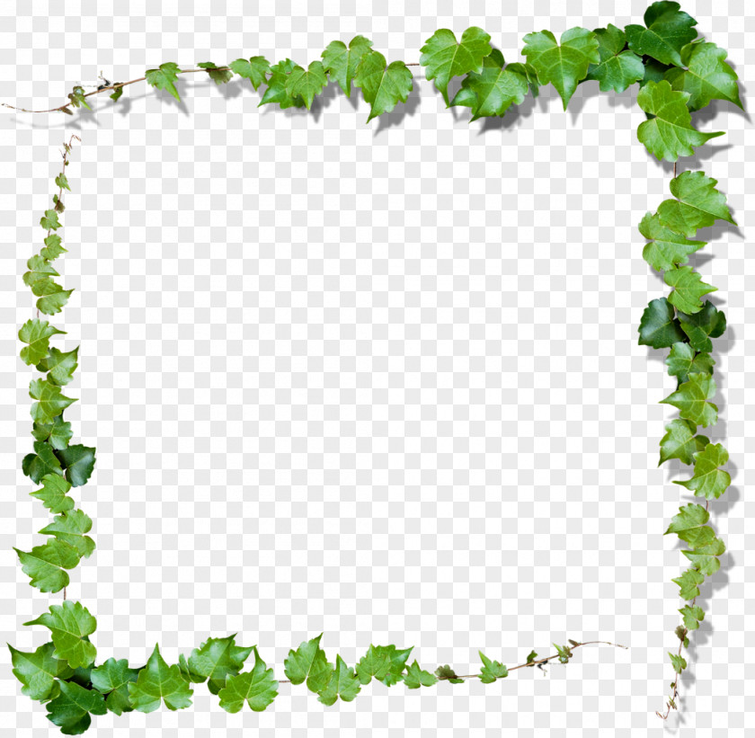 Leaves Frame Green Vine Clip Art PNG