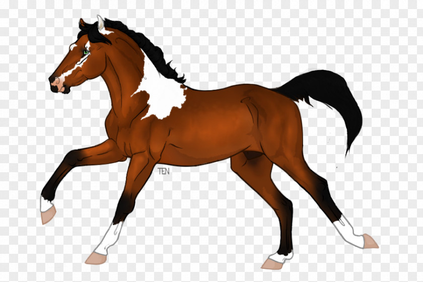 Minimal Tobiano Appaloosa Chestnut Saddle Foal Pony PNG