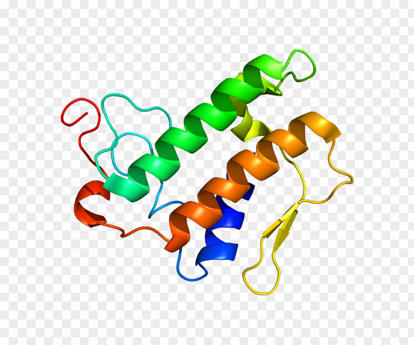Chain Gene Phospholipase A2 Protein Enzyme PNG