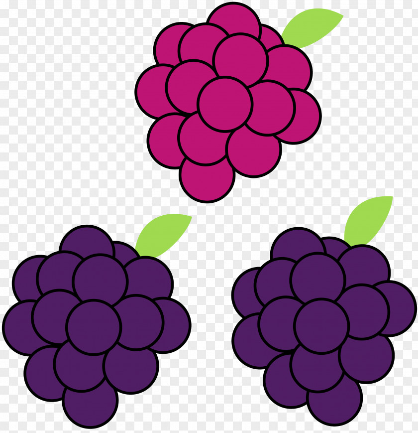 Grape Boysenberry Clip Art PNG