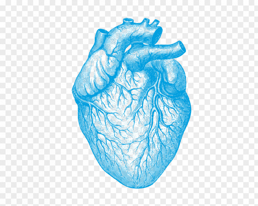 Heart Human Anatomy Understanding Disease Body PNG