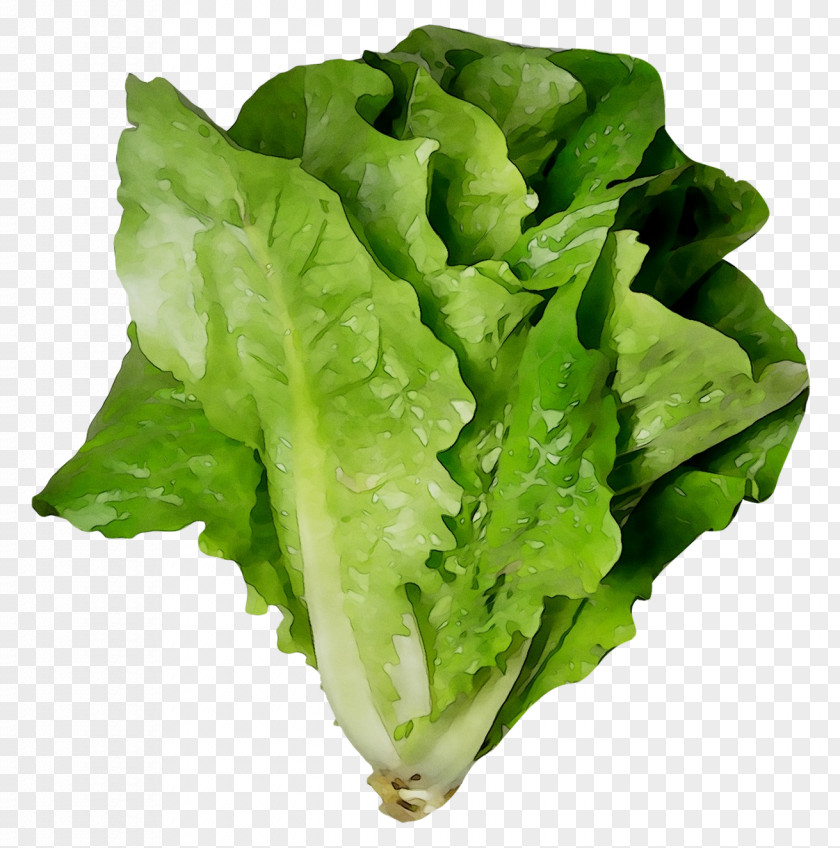 Romaine Lettuce Vegetable Greens Food Salad PNG