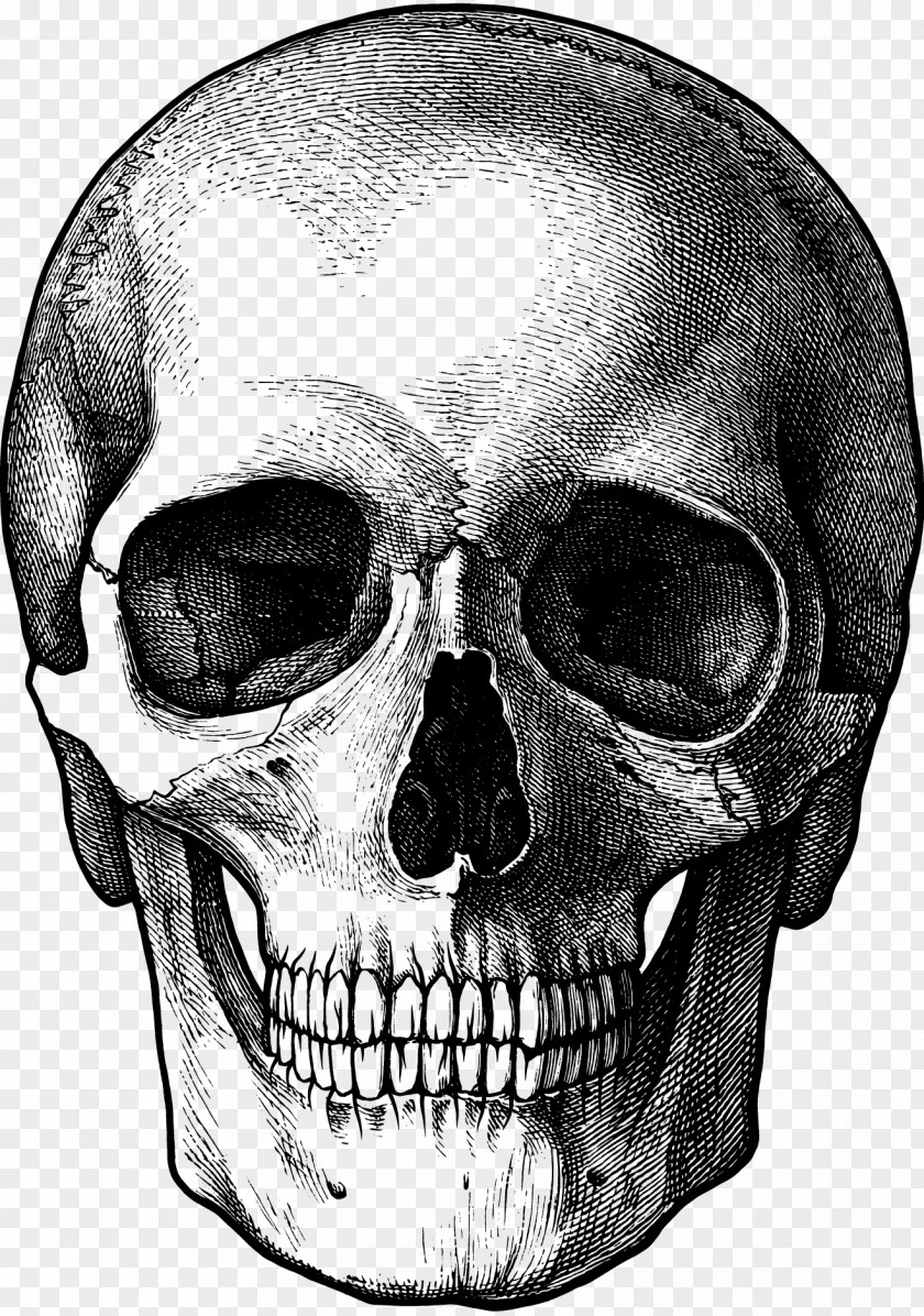 Skull Drawing Sketch PNG