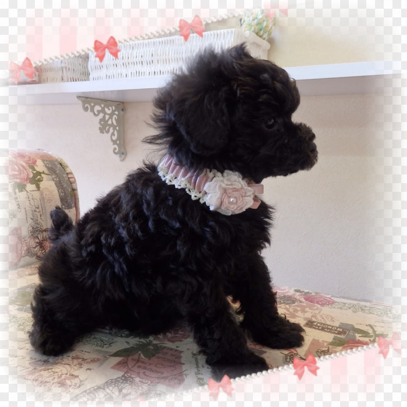 Toy Poodle Cockapoo Schnoodle Miniature Cavapoo PNG