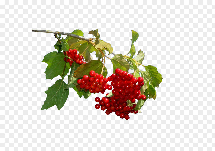 Disease Hypertension Therapy Sinus Infection Guelder-rose PNG