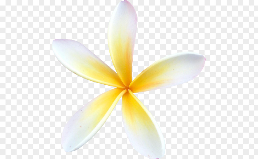 Frangipani Flower Petal Clip Art PNG