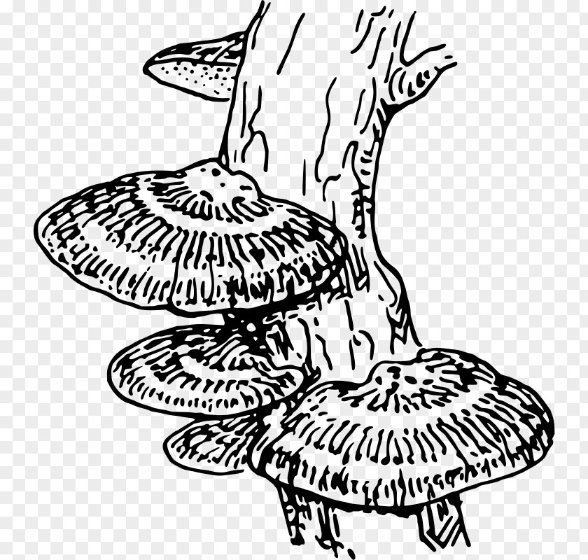Fungi Fungus Drawing Coloring Book Clip Art PNG
