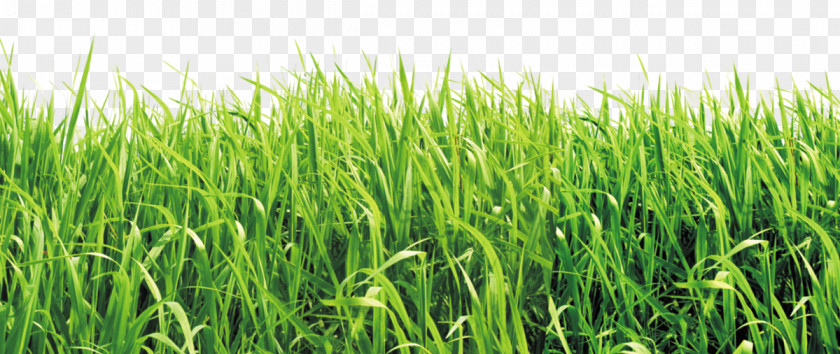 Green Grass Material United States Spelling School Lawn Book PNG