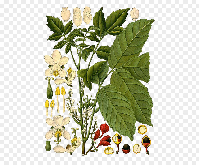 Punica Granatum Guarana Smilax Aspera Plants Botanical Illustration Botany PNG