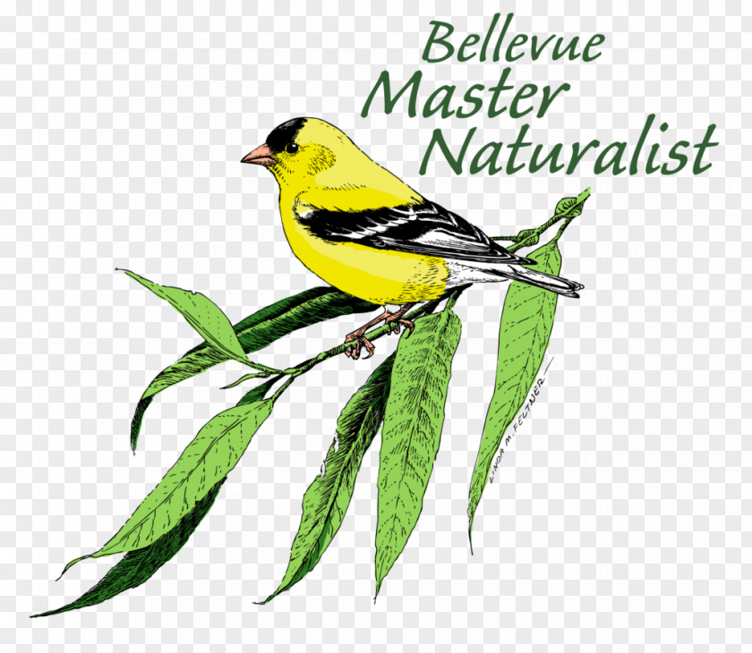 Bellevue Vector Eurasian Golden Oriole Finches Nature Training PNG
