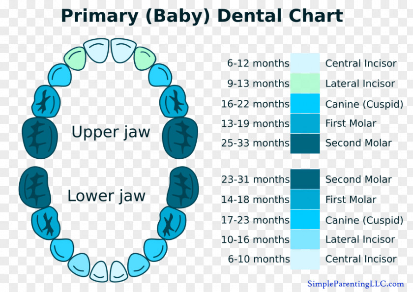 Deciduous Teeth Human Tooth Diagram Chart PNG
