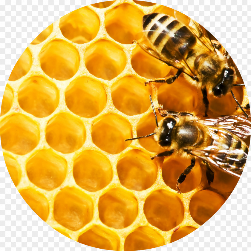 Honeycomb Western Honey Bee Beehive Beeswax PNG