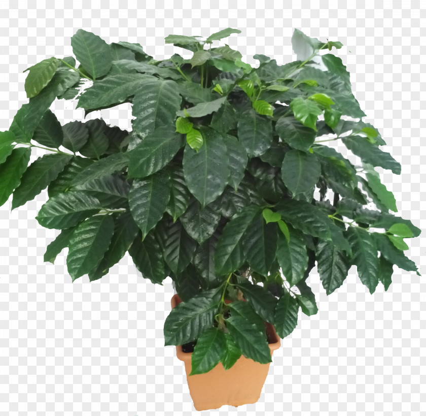 Leaf Houseplant Arabica Coffee Flowerpot PNG