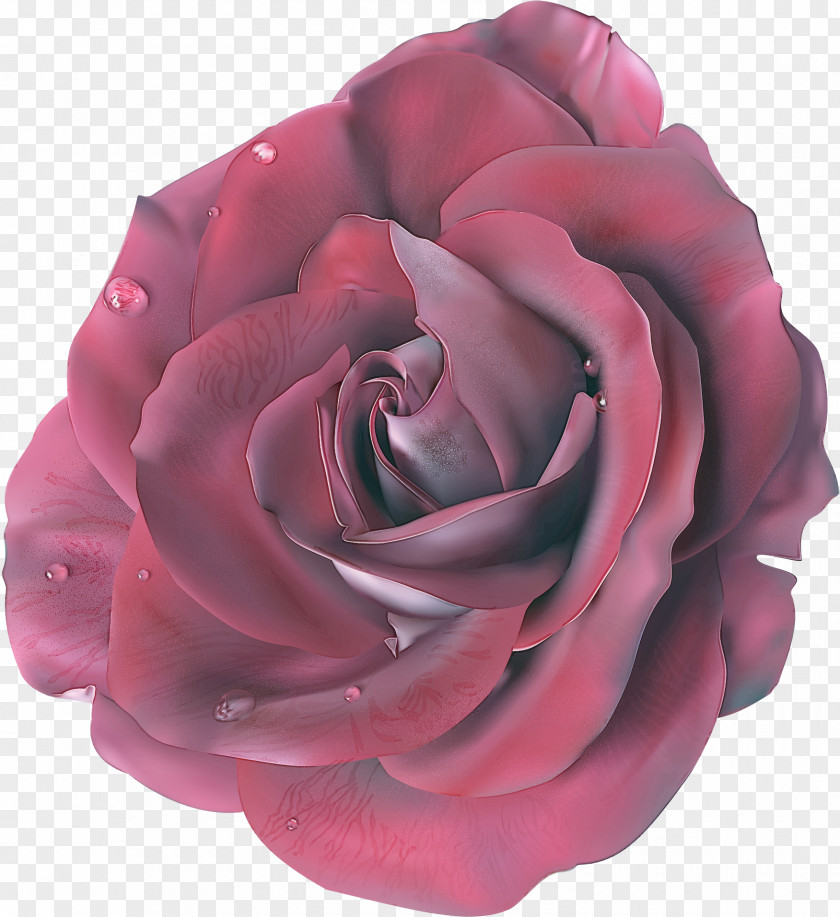 Plant Floribunda Garden Roses PNG