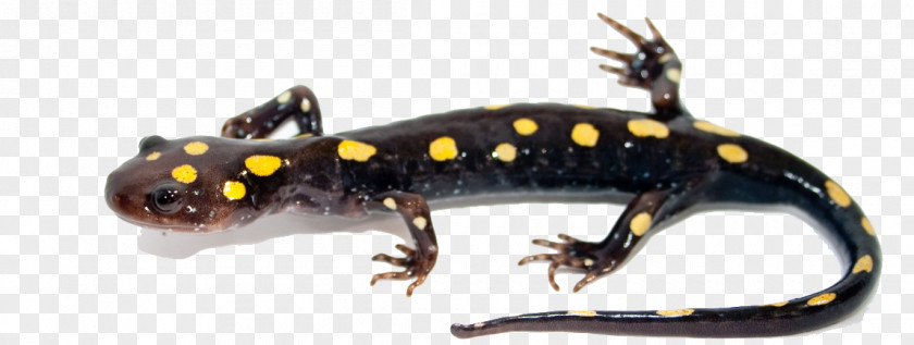 Salamander Image Blue-spotted Newt Marbled PNG