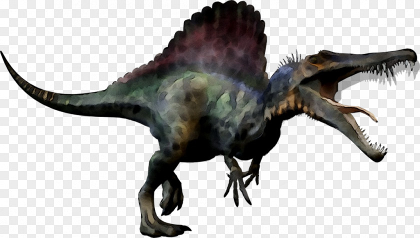Spinosaurus Tyrannosaurus Carcharodontosaurus Giganotosaurus Dinosaur Size PNG