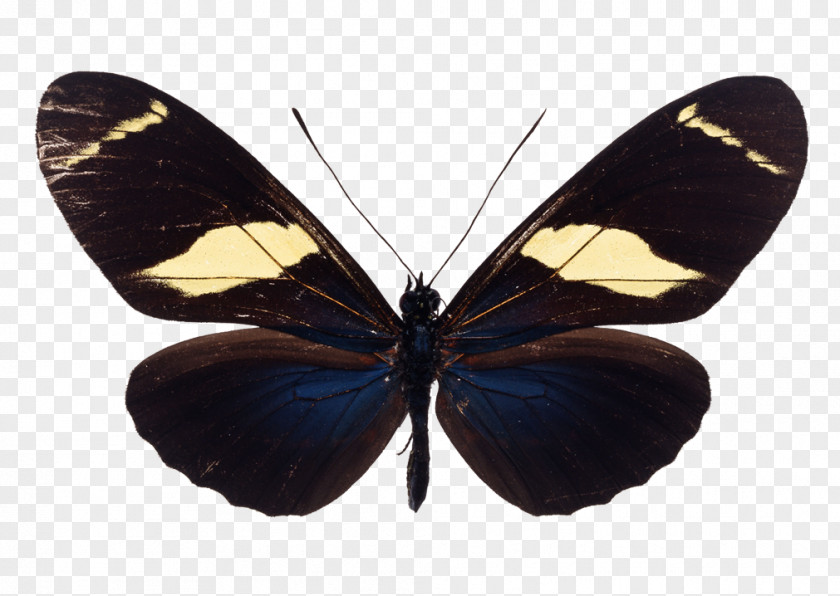 Butterfly Insect Old World Swallowtail Image Illustration PNG