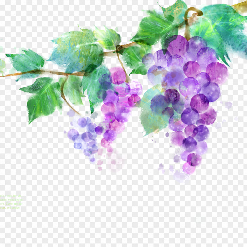 Graffiti Purple Grapes Common Grape Vine Vitis Amurensis Ink Wash Painting PNG