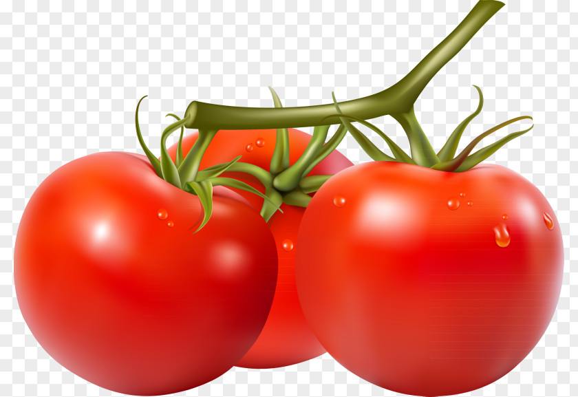 HD Tomatoes Cherry Tomato San Marzano Stock Photography Clip Art PNG