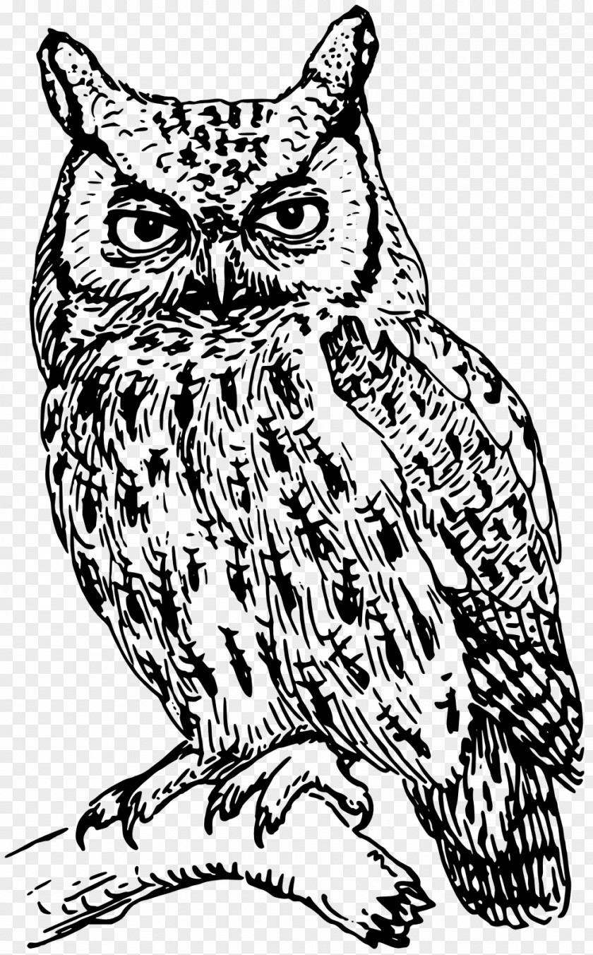 Owls Owl Drawing Clip Art PNG