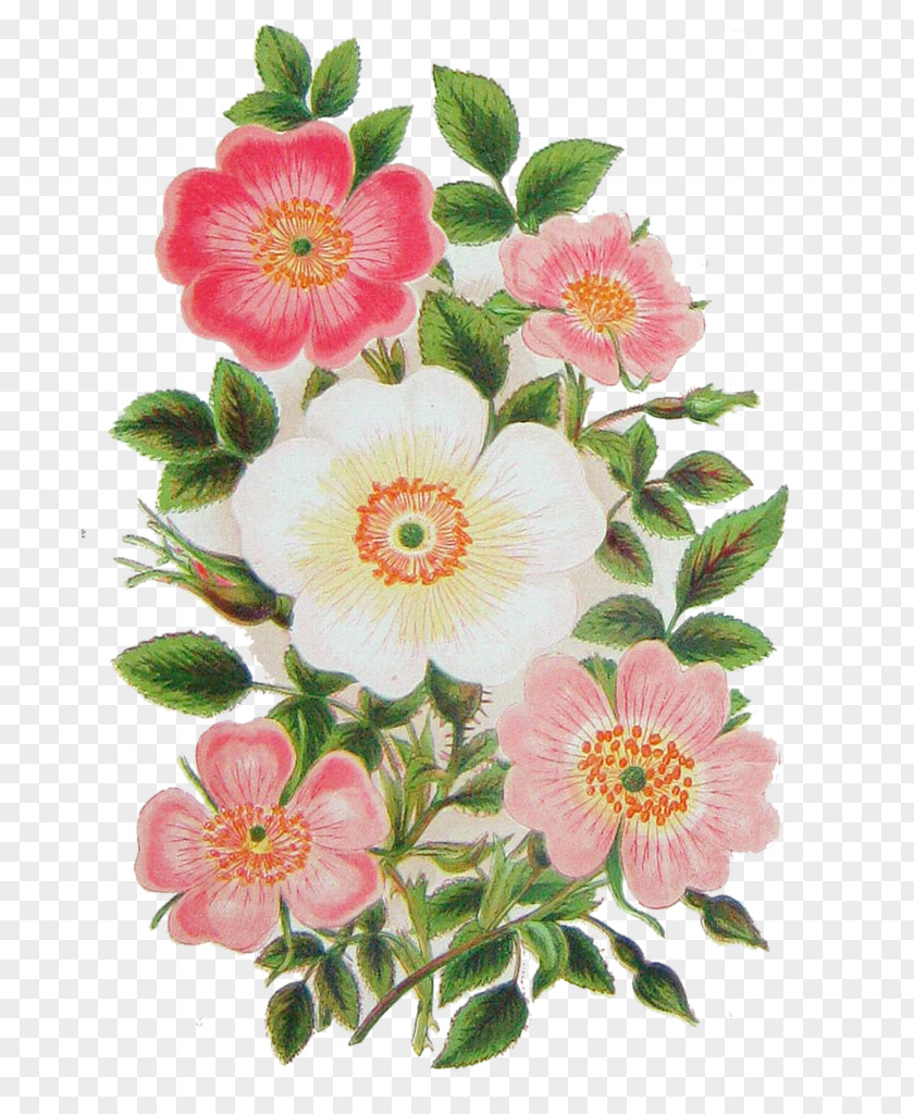 Rose Bloom Botanical Illustration Botany Stock Vector Graphics PNG