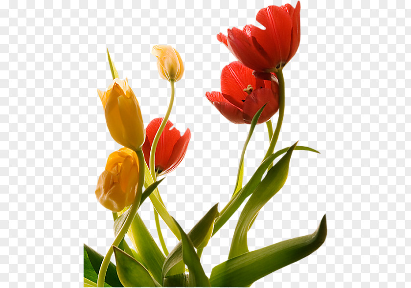 Tulip Flower Floraison Spring PNG