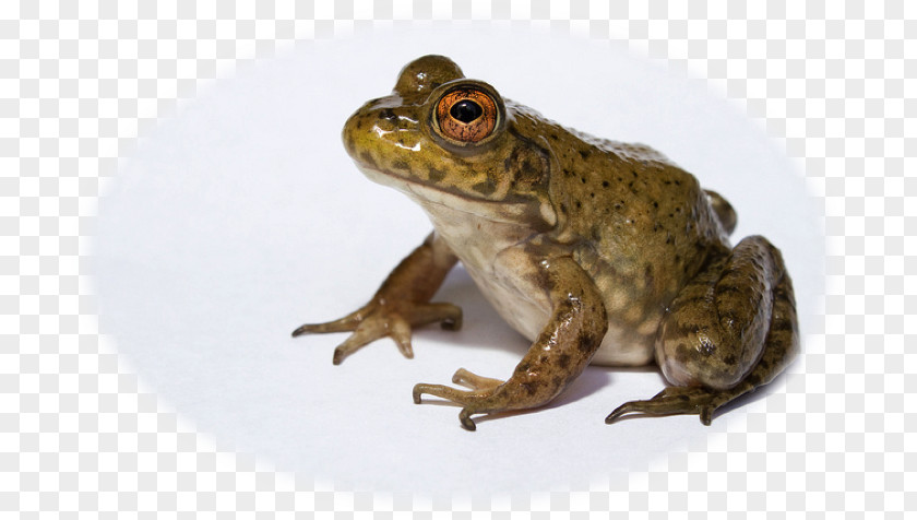American Bullfrog Amphibian African Invasive Species PNG